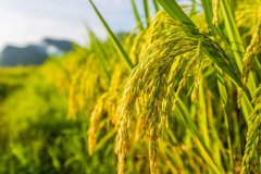 稻米品牌策划与市场推广
